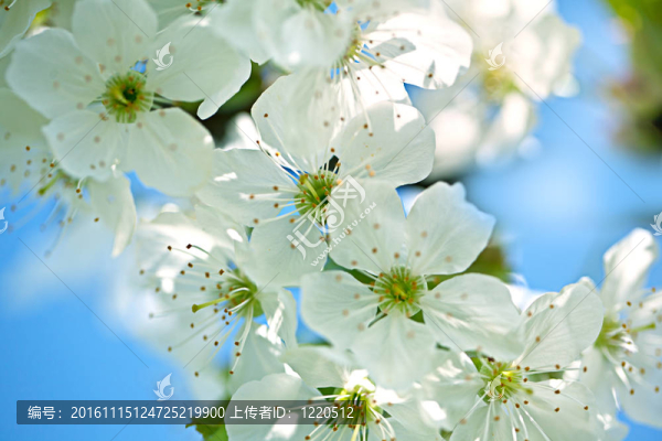 蘋果花
