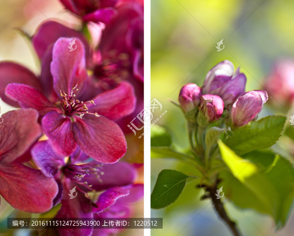 櫻花-匯圖網(wǎng) www.fosd68.com 櫻花