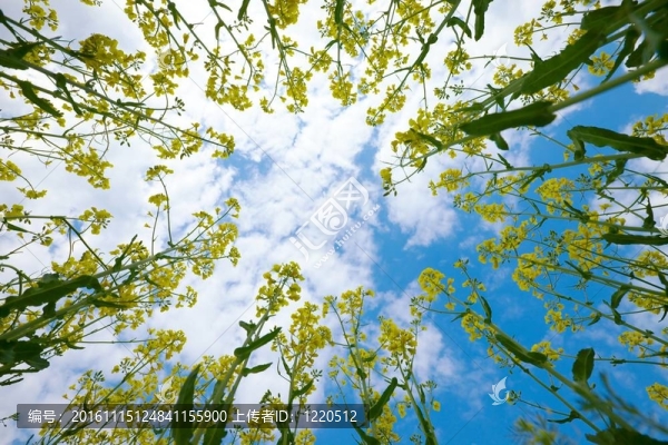 油菜