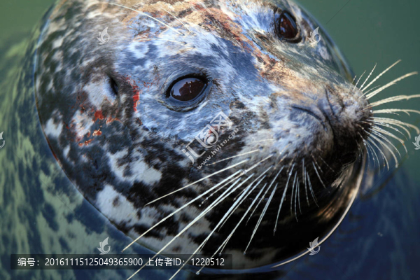 在漁人碼頭密封；Victoria；公元前；加拿大