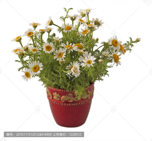 雛菊