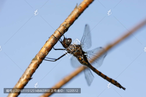 蜻蜓-匯圖網(wǎng) www.fosd68.com 蜻蜓