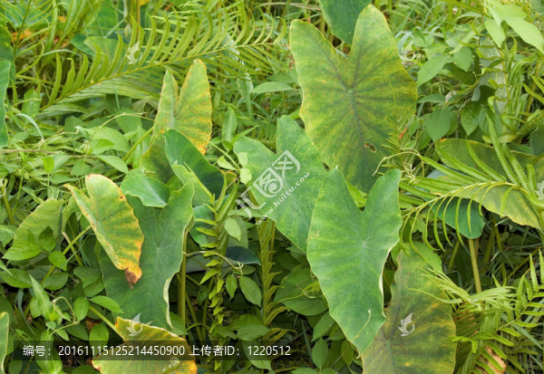 芋頭世界第一種植蔬菜野生
