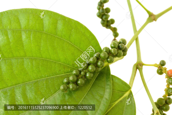 鮮花椒樹枝上