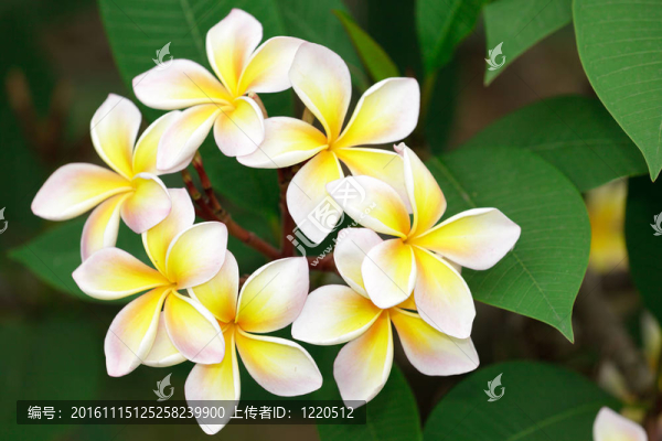 黃色的雞蛋花