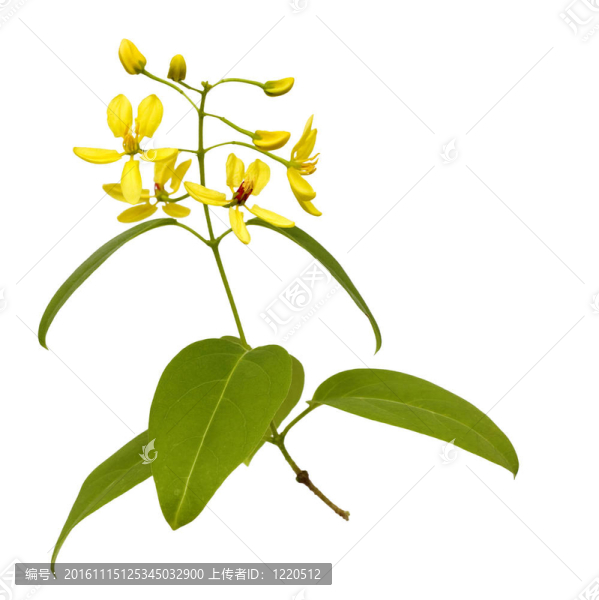 枝黃花分離