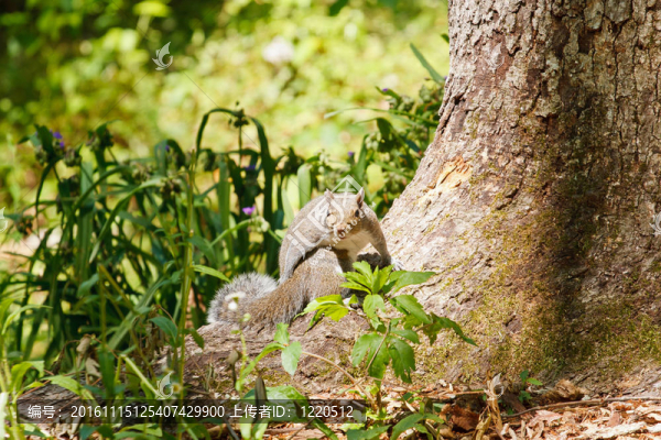 Gray,Squirrel看樹干看Camera