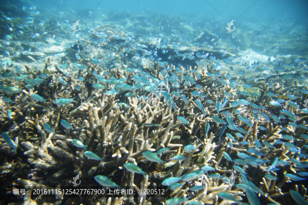 繁殖地-匯圖網(wǎng) www.fosd68.com 繁殖地