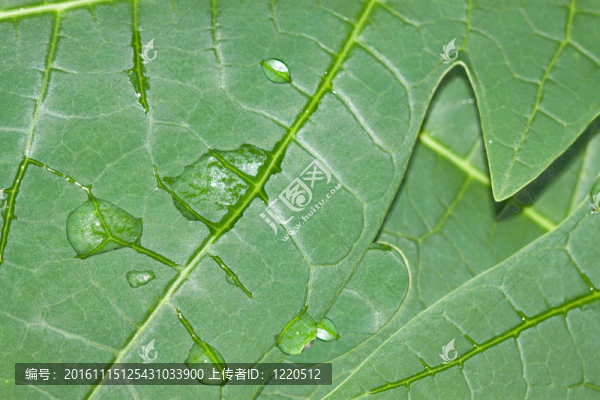 水滴熱帶葉