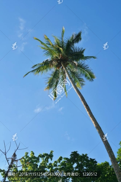 孤獨的palmlone棕櫚