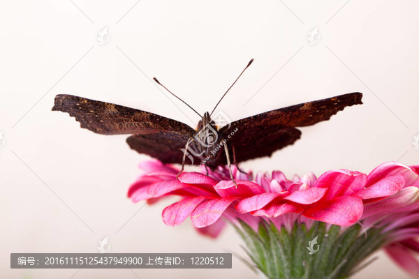 歐洲孔雀和Gerbera