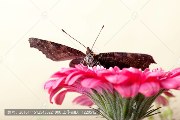 歐洲孔雀和Gerbera