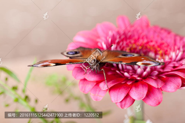 歐洲孔雀和Gerbera