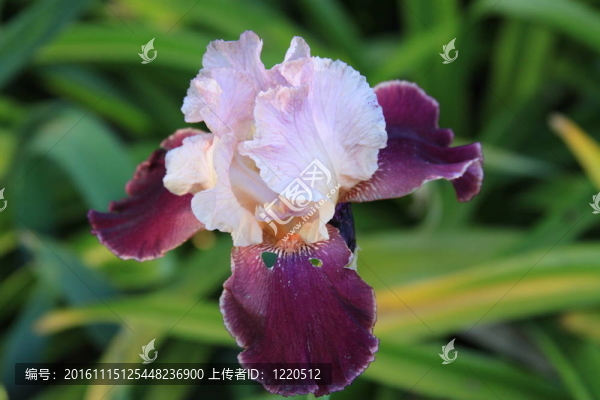 鳶尾花