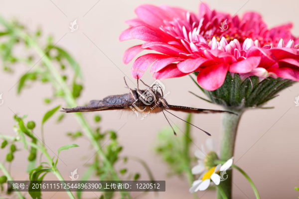 歐洲孔雀和Gerbera