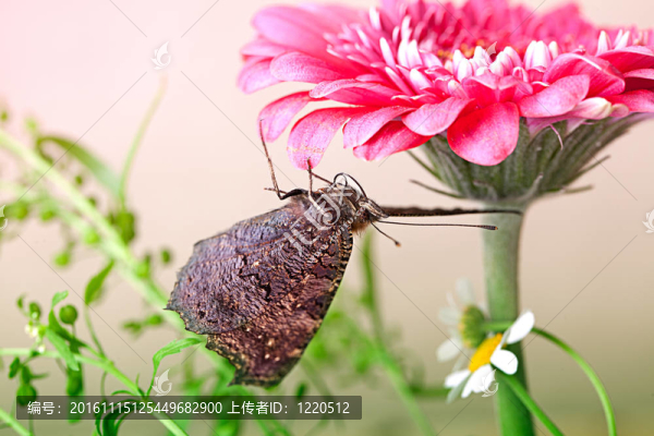 歐洲孔雀和Gerbera