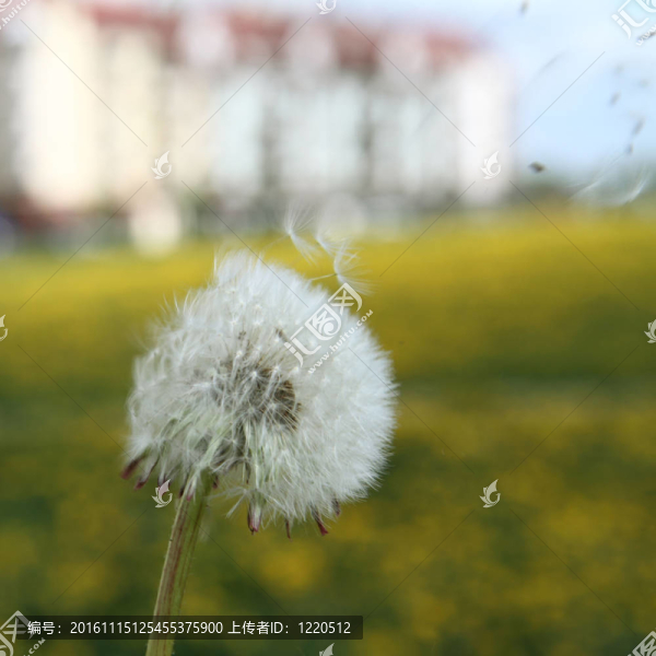 蒲公英的種子頭
