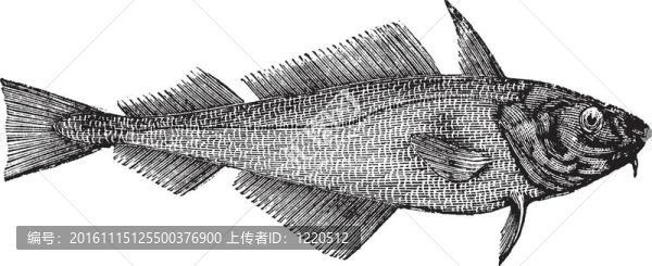 黑線鱈或近海鱈魚或黑線鱈；復(fù)古雕刻