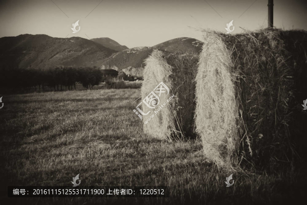 Hay,Bales；托斯卡納