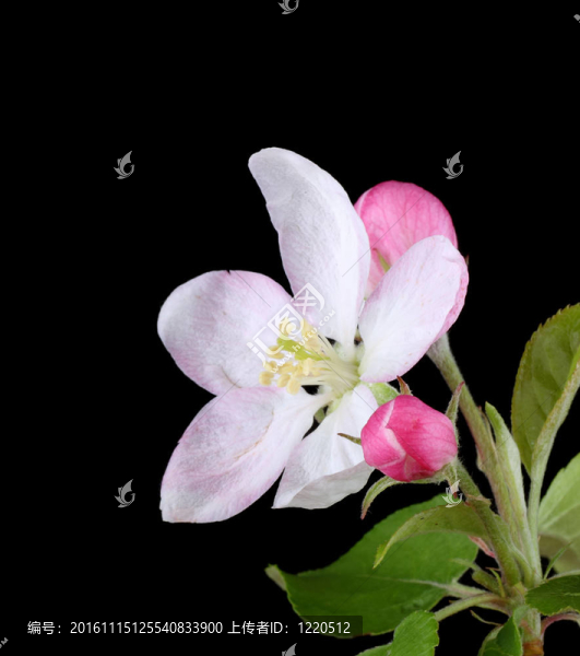 蘋果樹開花