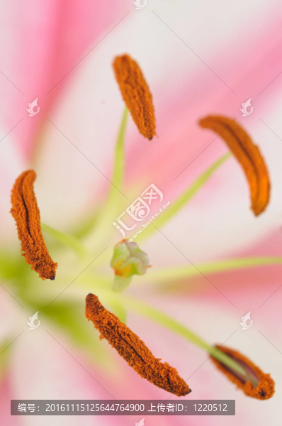 百合花的宏