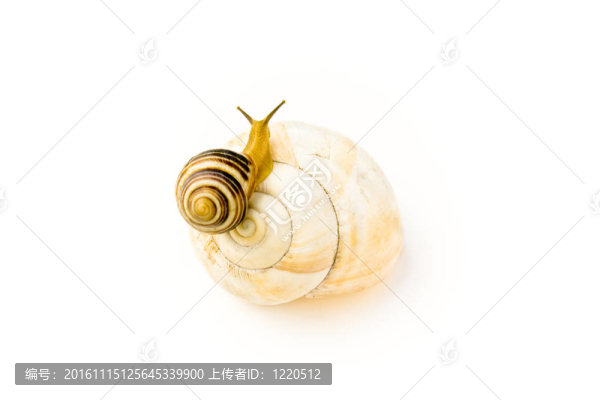 蝸牛爬上更大更漂亮的房子
