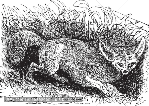 蝙蝠耳Fox或大耳狐；復古雕刻