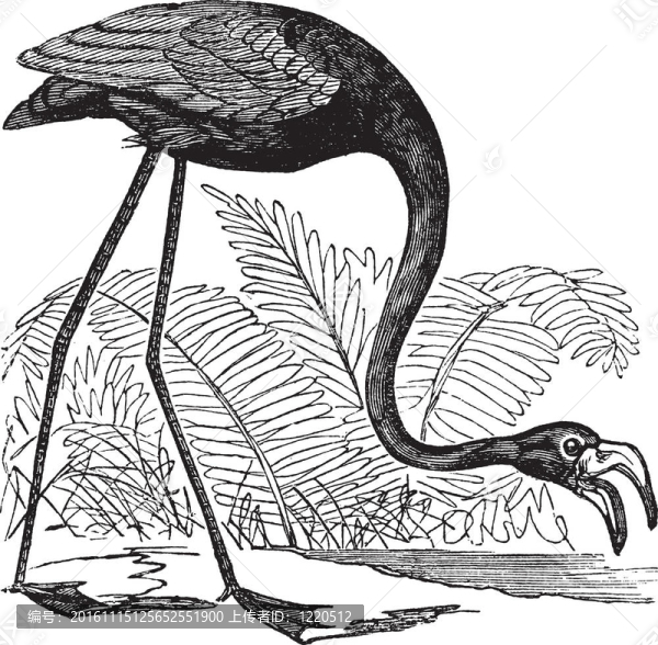 常見的火烈鳥、紅鸛屬或phoenicoparrus,sp.；復古雕刻