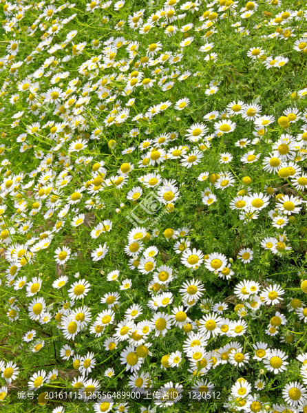 雛菊的田野-匯圖網(wǎng) www.fosd68.com 雛菊的田野