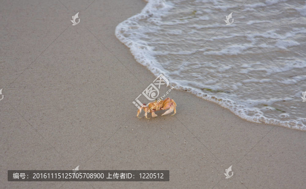 螃蟹的海灘
