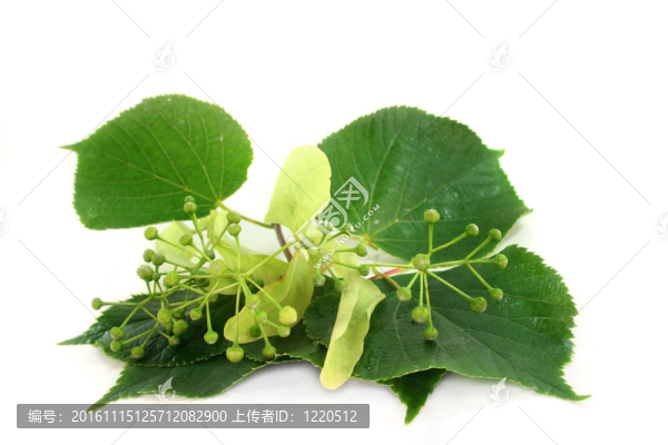 菩提樹(shù)花