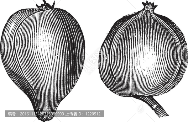 1,Pignut山核桃2。山胡桃胡桃復(fù)古雕刻