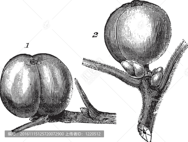 1-white胡桃的堅(jiān)果或水果2,Tomentose,hickory的堅(jiān)果或水果復(fù)古雕刻