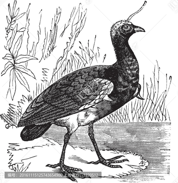 有角的尖叫或角叫鴨復(fù)古雕刻