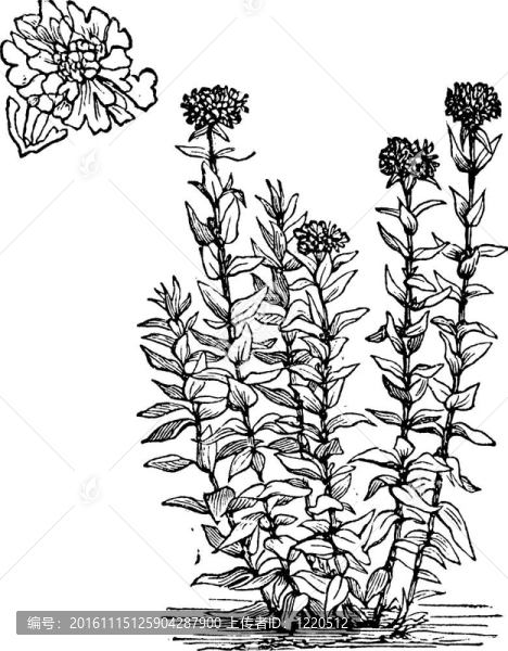 耶路撒冷十字或皺葉剪夏羅或微黑的鮭魚或布里斯托爾或燃燒的愛或者馬耳他十字或典范或蠅子草屬chalce