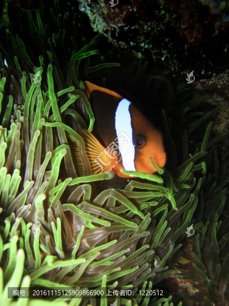 尼莫魚在大堡礁