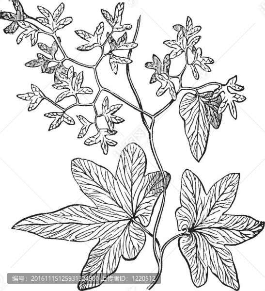 登山或蕨掌葉海金沙復(fù)古雕刻