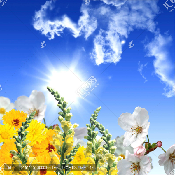 充滿鮮花的草地
