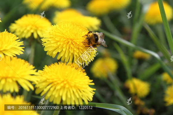 大黃蜂