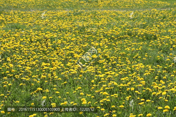 蒲公英