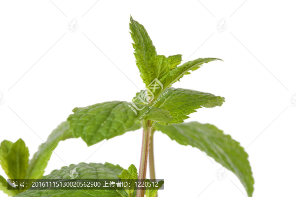 特寫的新鮮薄荷葉