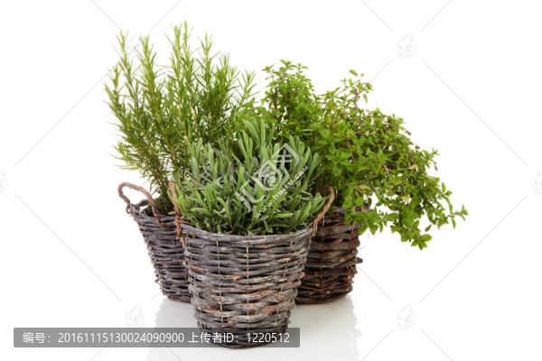 新鮮的香料