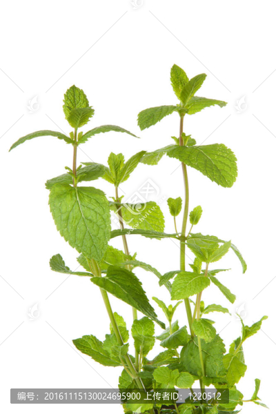 新鮮的薄荷植物特寫