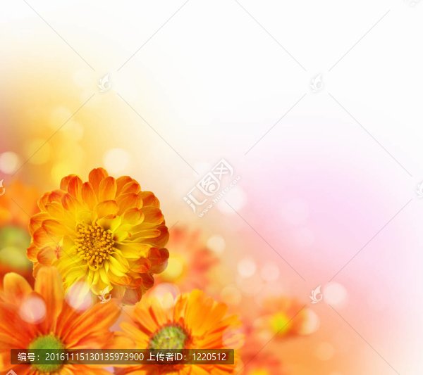 五顏六色的花朵背景