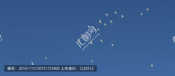 鳥