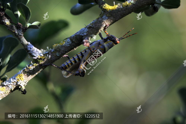 蚱蜢