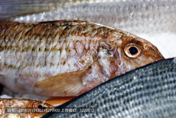 戛納的魚(yú)市場(chǎng)