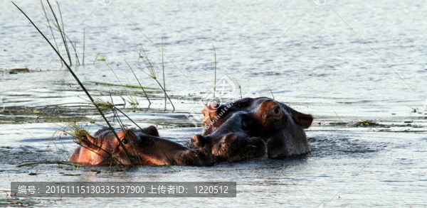 河馬-匯圖網(wǎng) www.fosd68.com 河馬