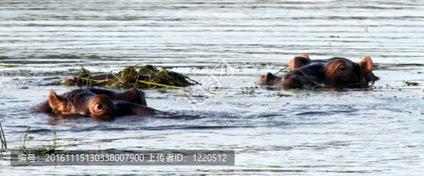 河馬-匯圖網(wǎng) www.fosd68.com 河馬