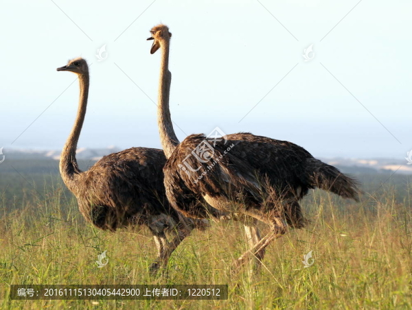 鴕鳥(niǎo)-匯圖網(wǎng) www.fosd68.com 鴕鳥(niǎo)